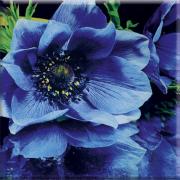 ANEMON GLASS UNIVERSAL