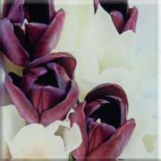 TULIPANS UNIVERSAL GLASS